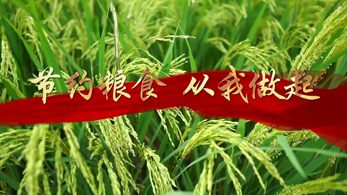 节约粮食  从我做起-世界粮食日，珍惜粮食主题演讲配乐背景视频