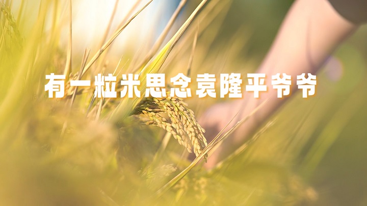 有一粒米思念袁隆平爷爷-致敬袁隆平主题演讲经典朗诵配乐led背景视频