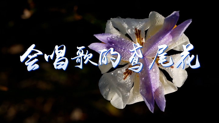 会唱歌的鸢尾花-舒婷诗歌朗诵配乐背景视频