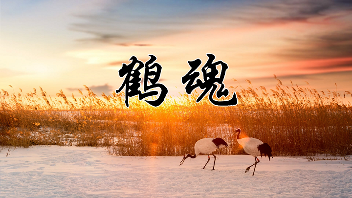 鹤魂-艺考作品，诵读大赛一等奖，人与自然和谐相处等主题朗诵配乐背景视频